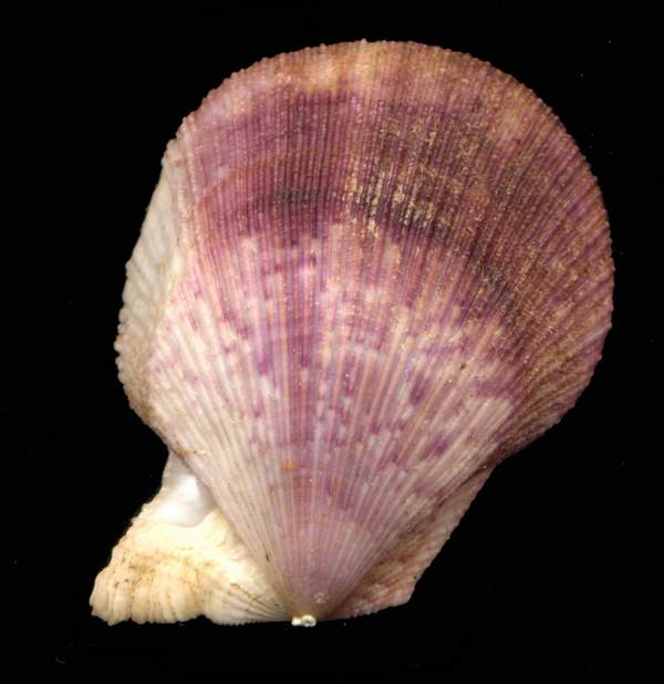 Clamys multistriata